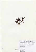 藏品(有柄褐扇藻)的圖片